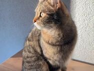Katze Abzugeben - Aalen