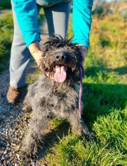 Rocco - Notfall ‼️ - Würzburg