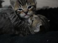 Zwei Kitten suchen ein Zuhause - Potsdam