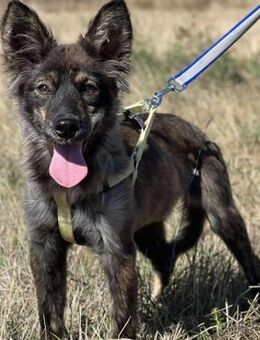 Ronja - Weilmünster