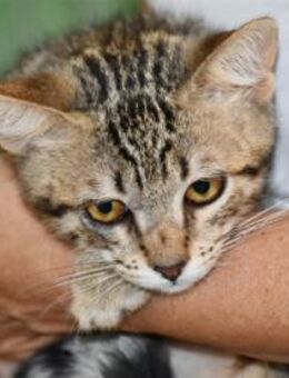 Priscilla sucht eigenes Körbchen - Neuss