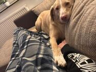 CREAM sucht sicheres ruhiges Zuhause ♥️ - München