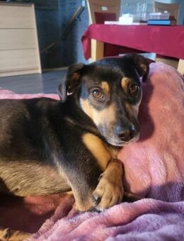 Anton sucht erfahrenes Zuhause - Freilassing