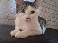 Hauskatze Marusja sucht ein neues liebevolles zu Hause - Bielefeld