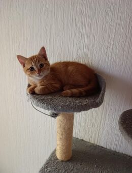 süße Katze - Minden Leteln