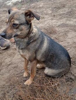 Poppy - auf der Suche nach einem Zuhause - Köln