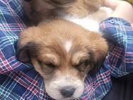 Parson Jack Russel Mix Welpe - Buxtehude Zentrum