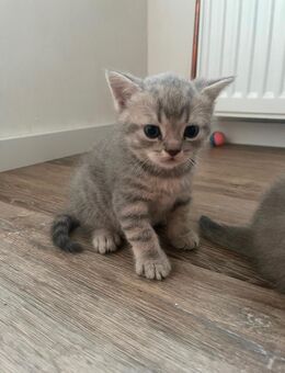 Bkh Kitten Junge - Detmold