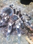 Acanthoscurria geniculata in 38122