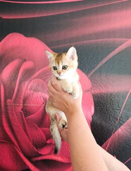 Wunderschöne BKH Kitten - Plochingen