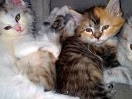 Edelmix Kitten Maine Coon / BLH - Naumburg (Saale)