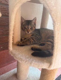 Katze - Hannover