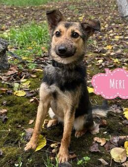 Meri ein absoluter Schatz - Flörsheim-Dalsheim