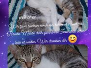 2 Katzen Kitten - Krefeld