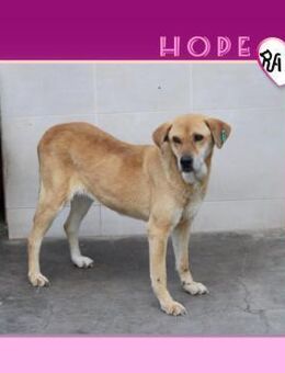 ❤ HOPE ❤ - GIBT ES HOFFNUNG FÜR MICH? - Alfeld (Leine)