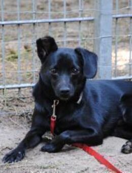 Fips sucht hundeerfahrene Familie - Berlin