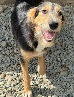 MINNIE - Lebensfreude auf Pfoten - Konstanz