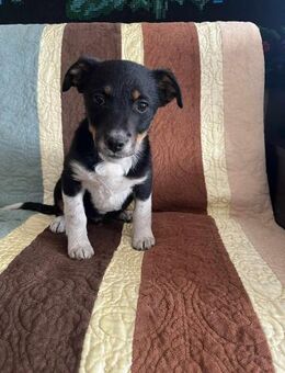 Spike soll nicht in Rumänien aufwachsen - Blankenheim (Nordrhein-Westfalen)