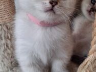 Bkh Kitten,Blue point Katze - Dortmund Huckarde