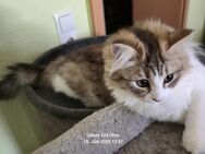 Maine-Coon-Mix - Bernburg (Saale)