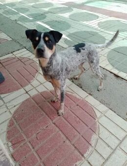 BAGEERA, m., kastr., Mischling, 43 cm - Sipplingen