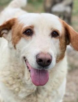 Lucero, geb. ca. 04/2016, GRIECHENLAND - Euskirchen