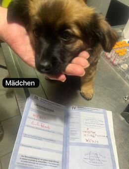 Yorkshire Terrier Welpen - Mönchengladbach