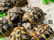Landschildkröten - Bad Oldesloe
