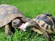 Griechische Landschildkröten aus eigener Nachzucht 2024 - Neuhardenberg