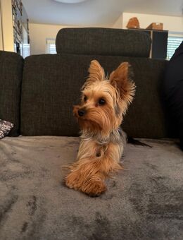 Süße Yorkshire Terrier Hündin Eli sucht ein liebevolles Zuhause 🐾 - Dachau