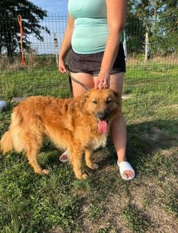 Zsömle wartet auf sein Glück - Nordwalde