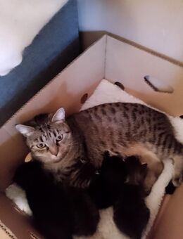 EKH Kitten - Bargfeld-Stegen