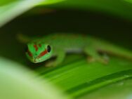 Madagaskar Taggecko High Red Phelsuma Grandis 0. 0. x - Ostelsheim