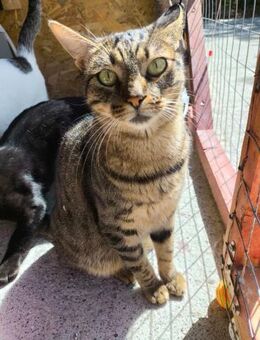 Charlene aus dem Tierschutz - Grevenbroich