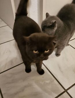 2 Brktish Shorthaur Seniorinnen - Düren