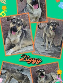 Wer hat ein Körbchen für Rüden Ziggy - Nürnberg