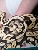 Königspython männlich mit Terrarium und Technik in 84385