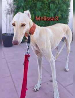 Melissa3 mit Ruhe und Geduld 06/22 ESP - Ruppertsecken