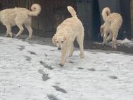 Kuvasz Rüde abzugeben mit VDH Ahnentafel - Moringen