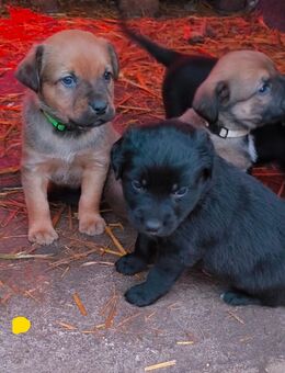 Mischlingswelpen Labrador suchen ein Zuhause - Boitzenburger Land