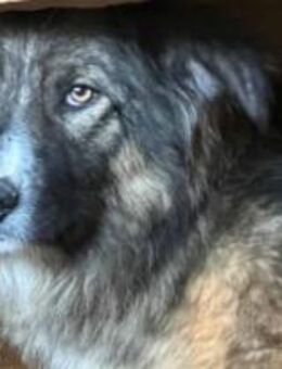 Jeremie, der Vorsichtige 🐾 - Elsdorf (Nordrhein-Westfalen)