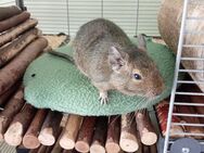 Degufreundin gesucht! - Kamen