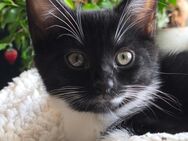 Katzenbabys Katzenkinder zu vermitteln - Frohburg