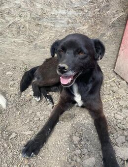 Bounty - entspannt und interessiert - Westerholt