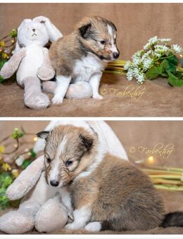 2 Sheltie Rüden frei, top Abstammung, gesund und wunderschön - Perl