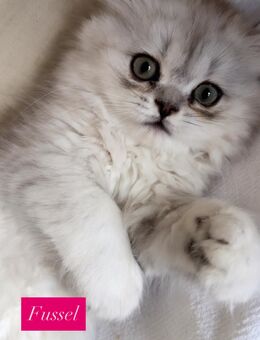 Zauberhafte BKH Silver Shaded Kitten suchen ein liebevolles Zuhause ♥️ - Oberhausen