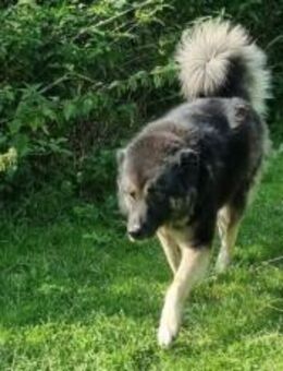 Dean sucht sein Für-Immer-Zuhause - München