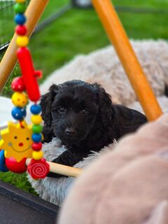 Mini Labradoodle Welpen