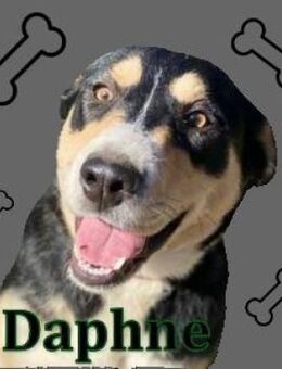 Zuckersüße DAPHNE - Gefrees