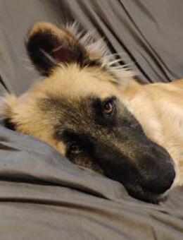 NATHAN sucht sportl. Menschen - Gelnhausen